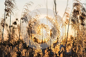 Dry reeds by the lake in the rays of the setting sun