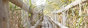 Dry reeds on the lake, wooden path in the swamp. Golden reed grass in autumn in the sun. Minimal, stylish, trendy