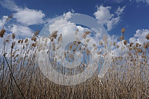 Dry reeds over blue sky with white fluffy clouds. Sunny spring day