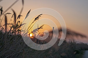 Dry reeds pampas grass on natural sunset background