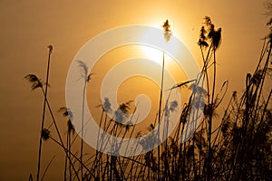 dry reeds on the river in the sun at sunset