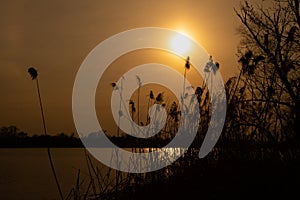 dry reeds on the river in the sun at sunset