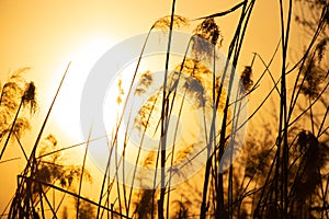 dry reeds on the river in the sun at sunset