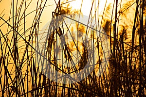 dry reeds on the river in the sun at sunset