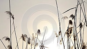 dry reeds on the river in the sun at sunset