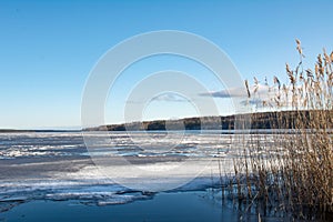 Dry reeds on the shore of a frozen lake