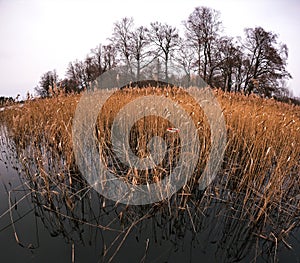 Dry reeds in spring in lake with life bouy