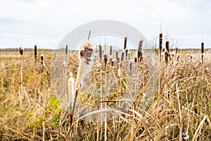 Dry reeds on the swamp in autumn day