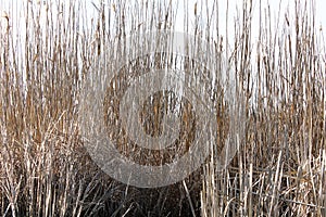 Dry reeds in the swamp background
