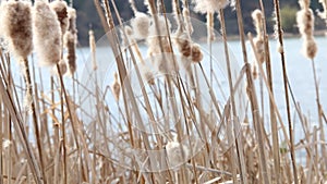 Dry reeds in the wind in early spring.