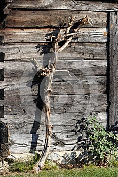 Dry remainings of old thick crawler plant surrounded with uncut grass on wooden boards wall background