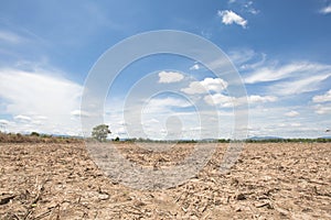 Dry rice paddy field with blue sky background in the afternoon at lampoon thailand and the tree