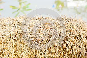 Dry rice plant chaff texture. Dry rice grass or hay background.