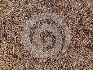 Dry rice plant chaff texture