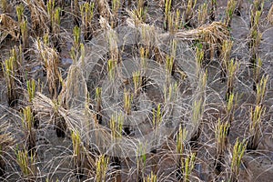 Dry rice stalks in an agricultural field, after the end of harvesting season