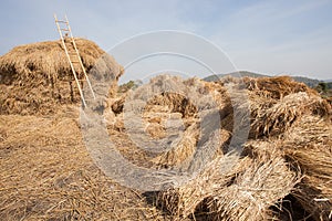 Dry rice straw after farmer harvesting season stock for cattle f