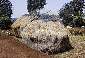 Traditional Farming piles of dry rice straws In India-Maharashtra photo