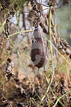 Dry rigde gourd luffa tori fruit