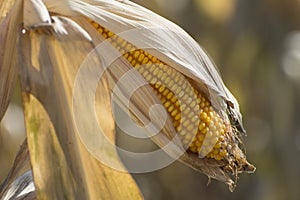 Dry ripe cob of corn close-up. Harvesting corn in an agricultural field