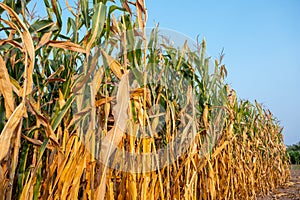 Dry ripe corn for harvest in agricultural cornfield with blue sky, agronomy