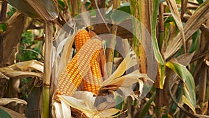 Dry ripe maize corn on stalks for harvest in the agricultural cultivated field