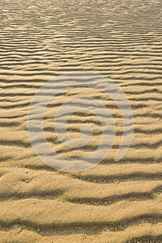 Dry rippled golden sand, ideal for backgrounds