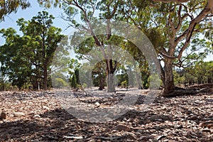 Dry River bed. Flinders Ranges (near Iga Warta). South Australia