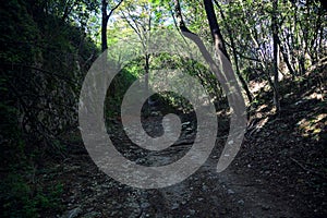 Dry river bed in a forest