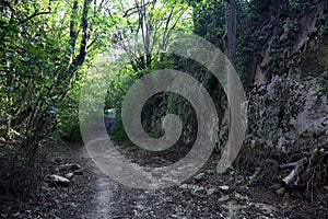 Dry river bed in a forest on a hill