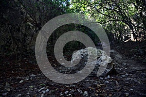 Dry river bed in a forest on a hill