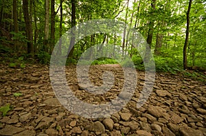 Dry River bed in a forest