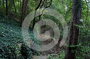 Dry River bed in a forest