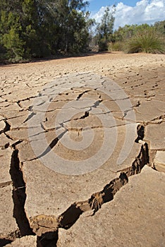 Dry river bed with plants