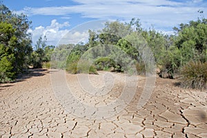Dry river bed with plants photo