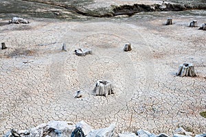 Dry River Bed with Tree Stumps