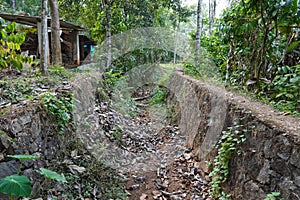 Un rio o actual El camino raíces plantas hojas en Bosque durante verano. un rio una cama con el camino verdor 