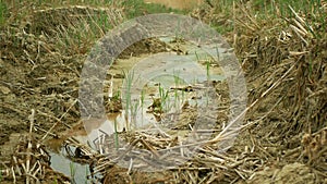 Dry river stream wetland, swamp creek rivulet drying up soil water cracked drought crust earth climate change, clay