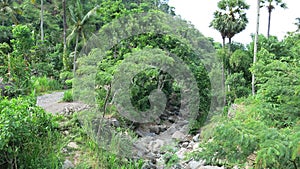 Dry riverbed in the mountains on the Hindu island of Bali. Non-heated forest without human intervention. Lush vegetation in jungle photo
