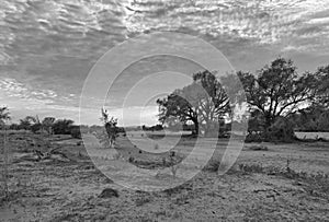The dry riverbed of the swakop river in the morning in black and white Namibia