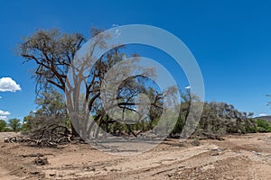 The dry riverbed of the Ugab River, Damaraland, Namibia