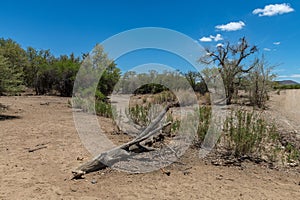 The dry riverbed of the Ugab River, Damaraland, Namibia