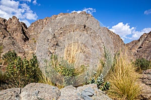 Dry riverbed of Wadi Shawka, with green vegetation, grass and palm trees, Hajar Mountains, United Arab Emirates