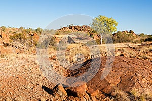 Dry and rocky landscape with a lone green tree