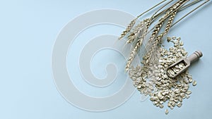 Dry rolled oatmeal cereal. Wooden scoop spoon of oat flakes with its plant on a pastel background with copy space