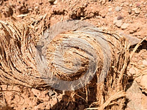 Dry root of a tree in the desert. Clay arid landscape