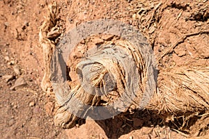 Dry root of a tree in the desert. Clay arid landscape