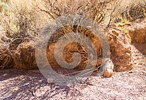 Dry root of a tree in the desert. Clay arid landscape