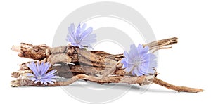 Dry roots of chicory with flowers isolated on white.