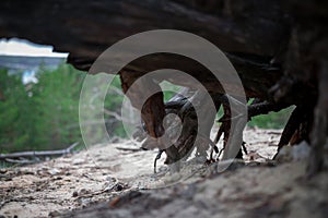 Dry roots of dead stump tree in forest