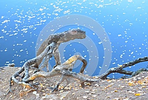 Dry roots of pine tree on the shore of the autumn lake with the leaves floating in the water